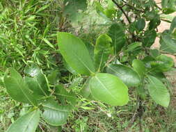 Image de Gardenia gummifera L. fil.