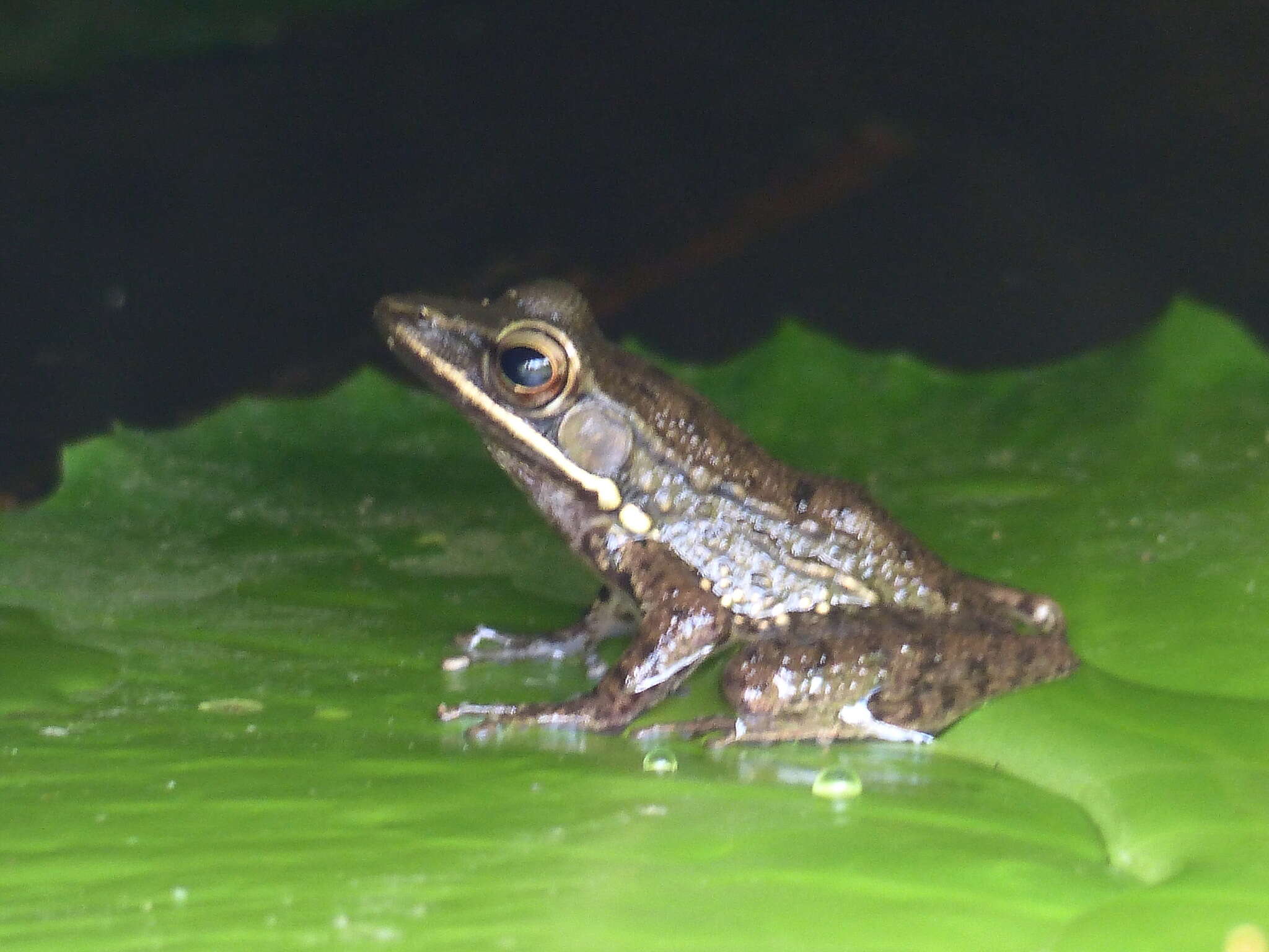 Image of Chalcorana chalconota (Schlegel 1837)