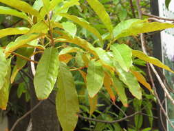 Image of Elaeocarpus ganitrus Roxb.