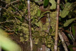 Image of Simmons' Mouse Lemur
