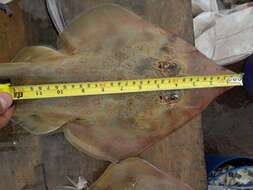 Image of Spineback guitarfish