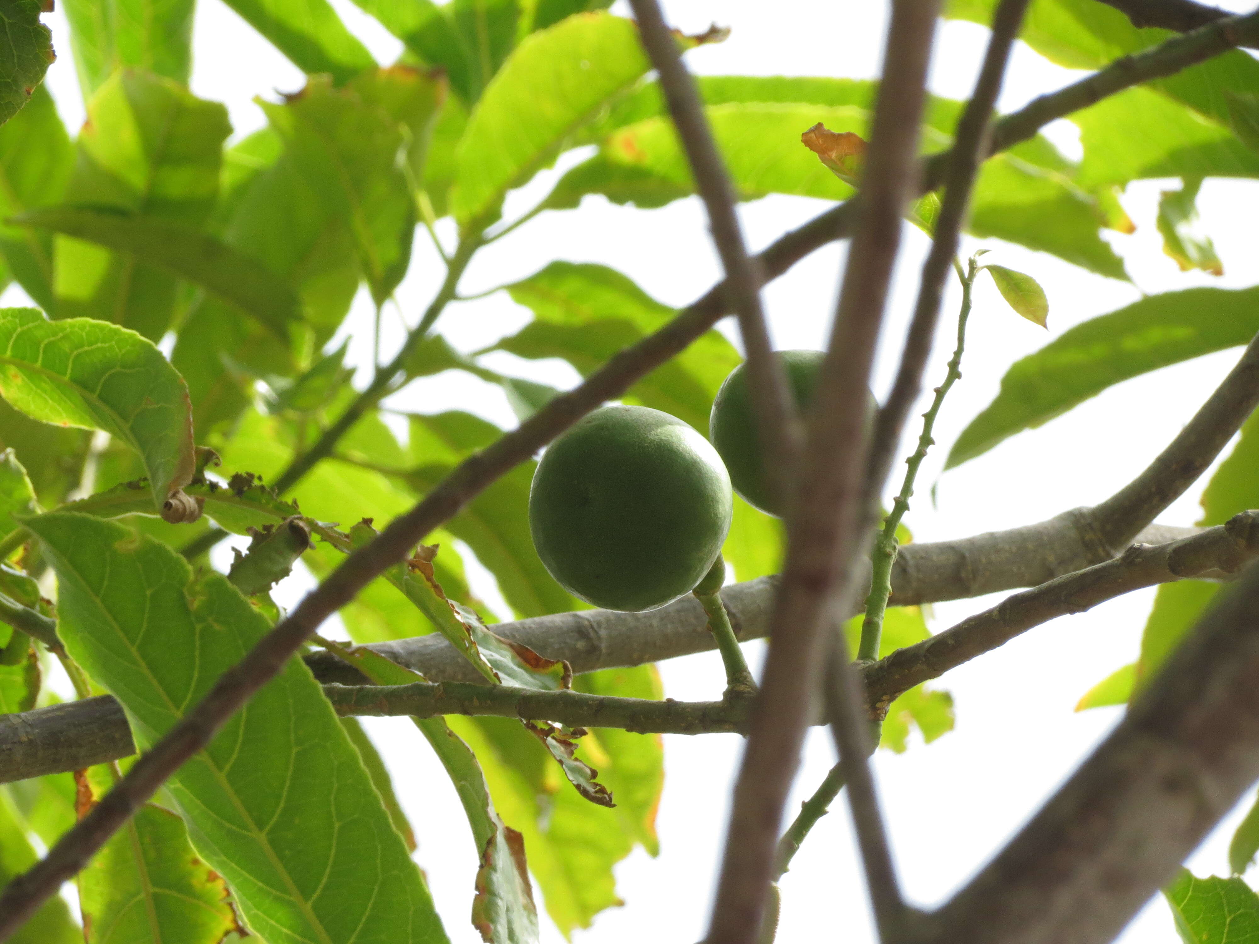 Image of Elaeocarpus ganitrus Roxb.