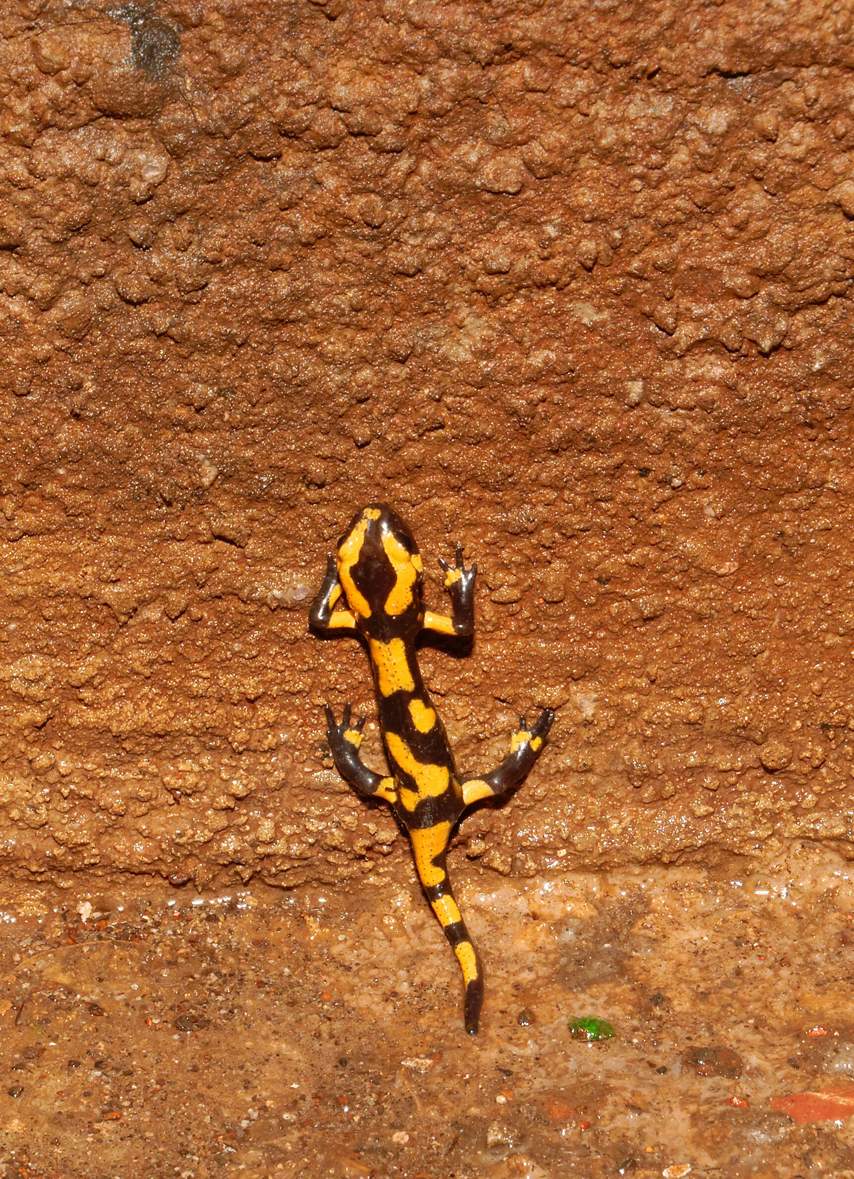 Image of Common Fire Salamander