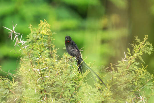 Image of Red-collared Whydah