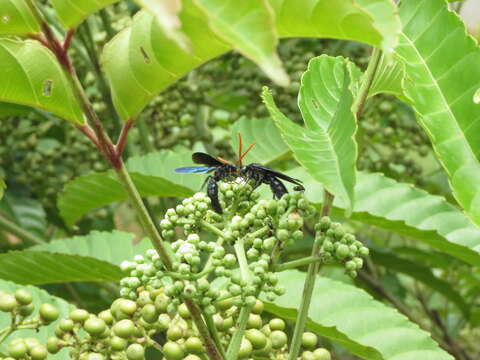 Leea indica (Burm. fil.) Merr. resmi