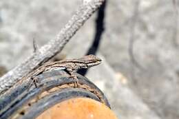 Image of Texas Tree Lizard