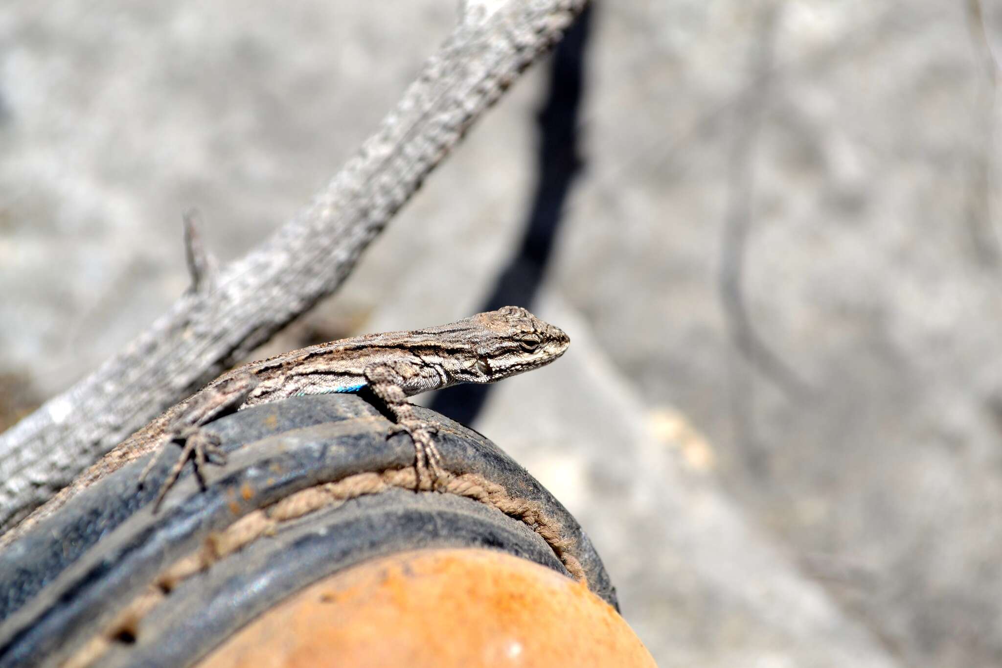 Image of Texas Tree Lizard