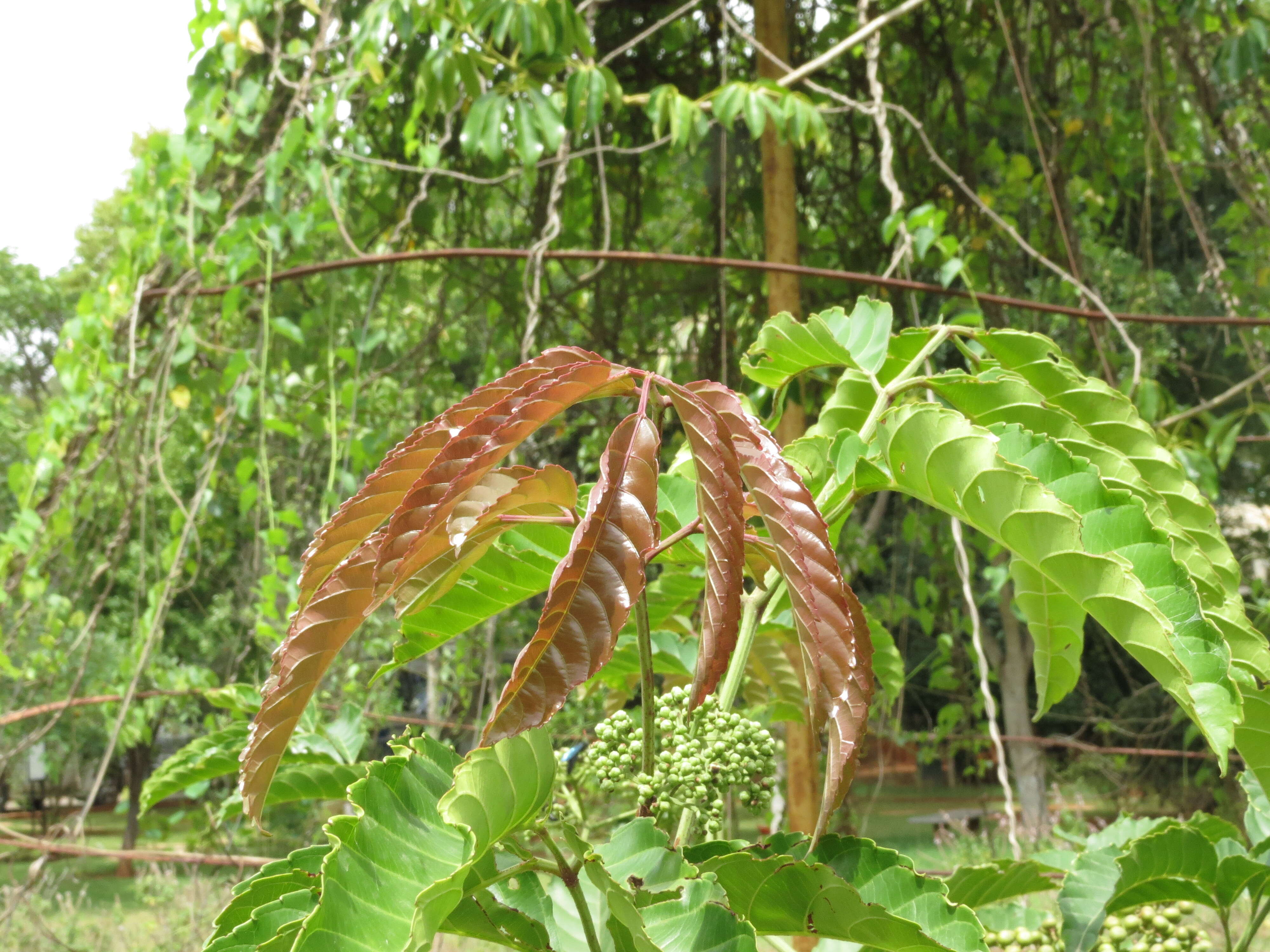 Image of bandicoot-berry