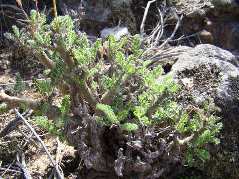 Image of Pelargonium alternans Wendl.