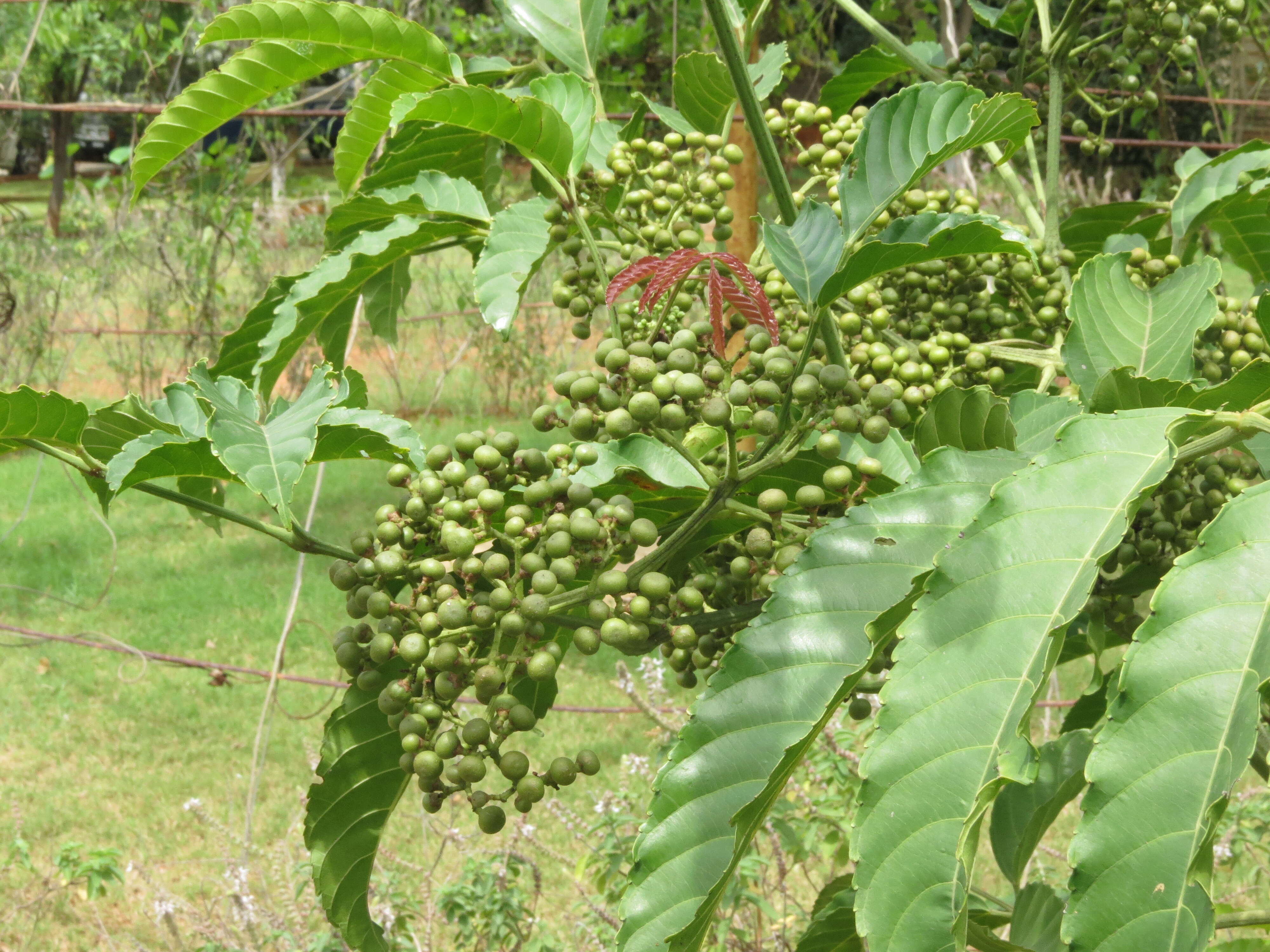 Image of bandicoot-berry