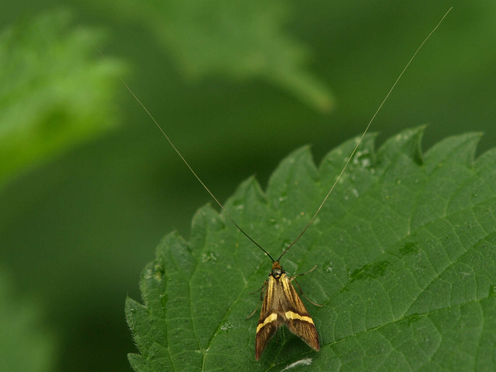 Imagem de Nemophora degeerella Linnaeus 1758