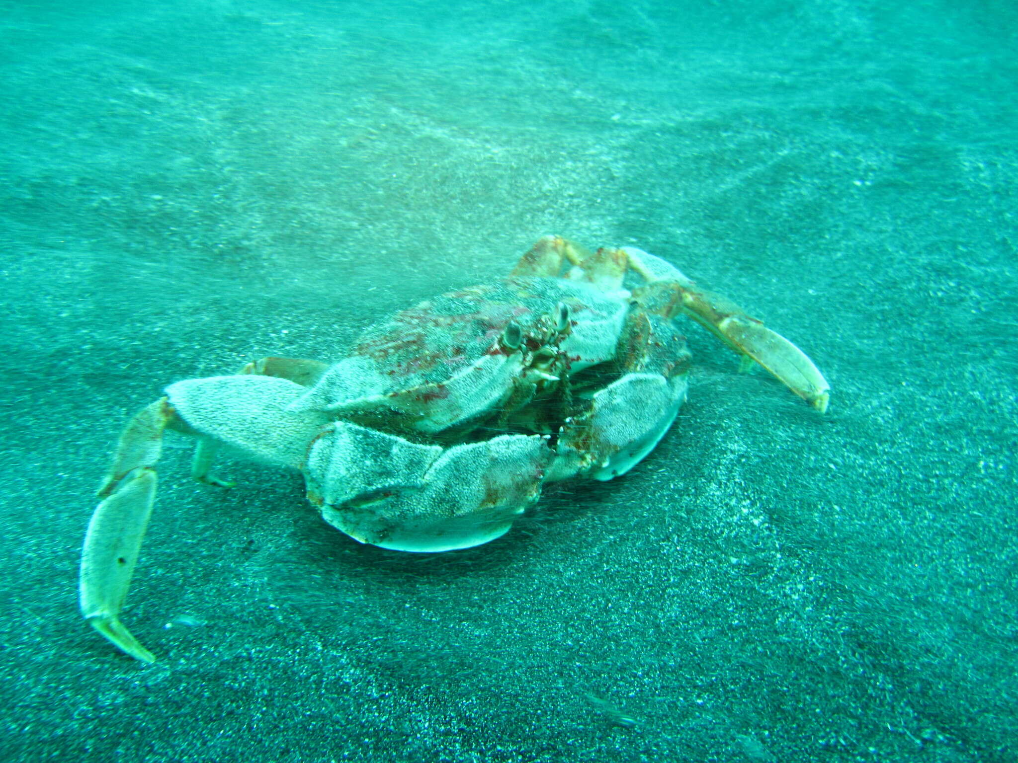 Image of <i>Platymera gaudichaudii</i>