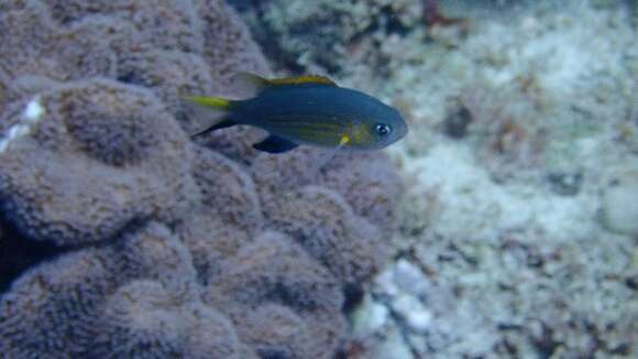 Sivun Chromis vanderbilti (Fowler 1941) kuva