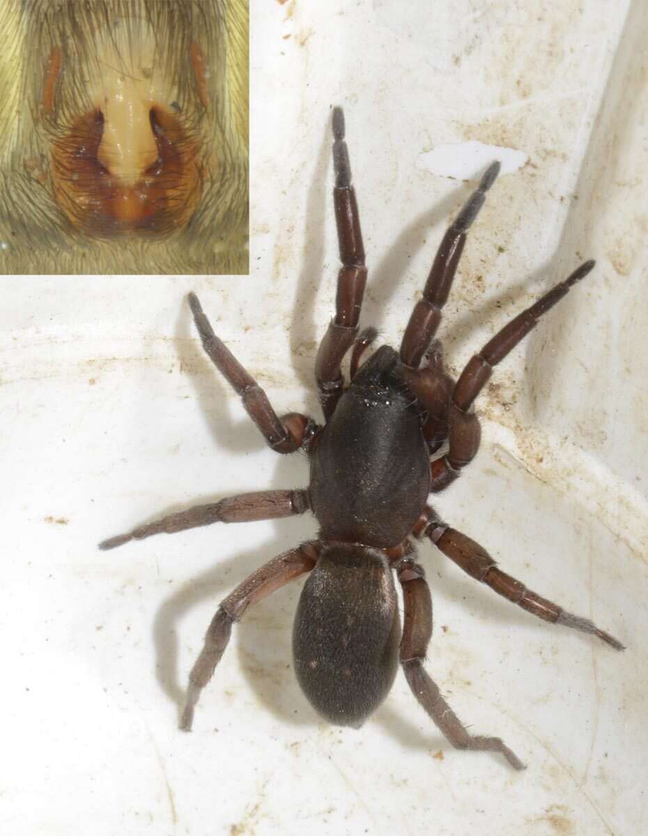 Haplodrassus macellinus (Thorell 1871) resmi