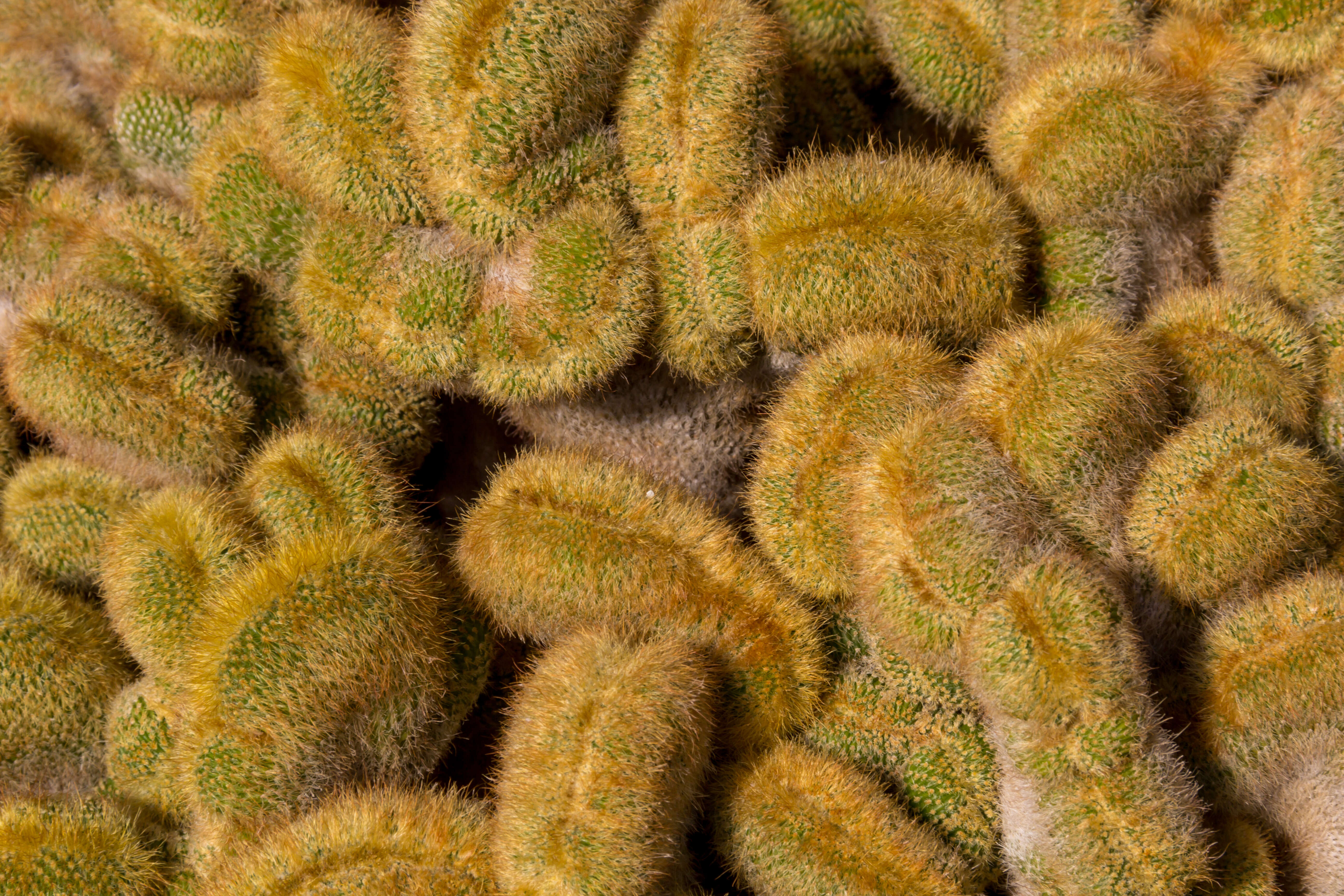 Image of Parodia lenninghausii (F. Haage) F. H. Brandt ex Eggli & Hofacker