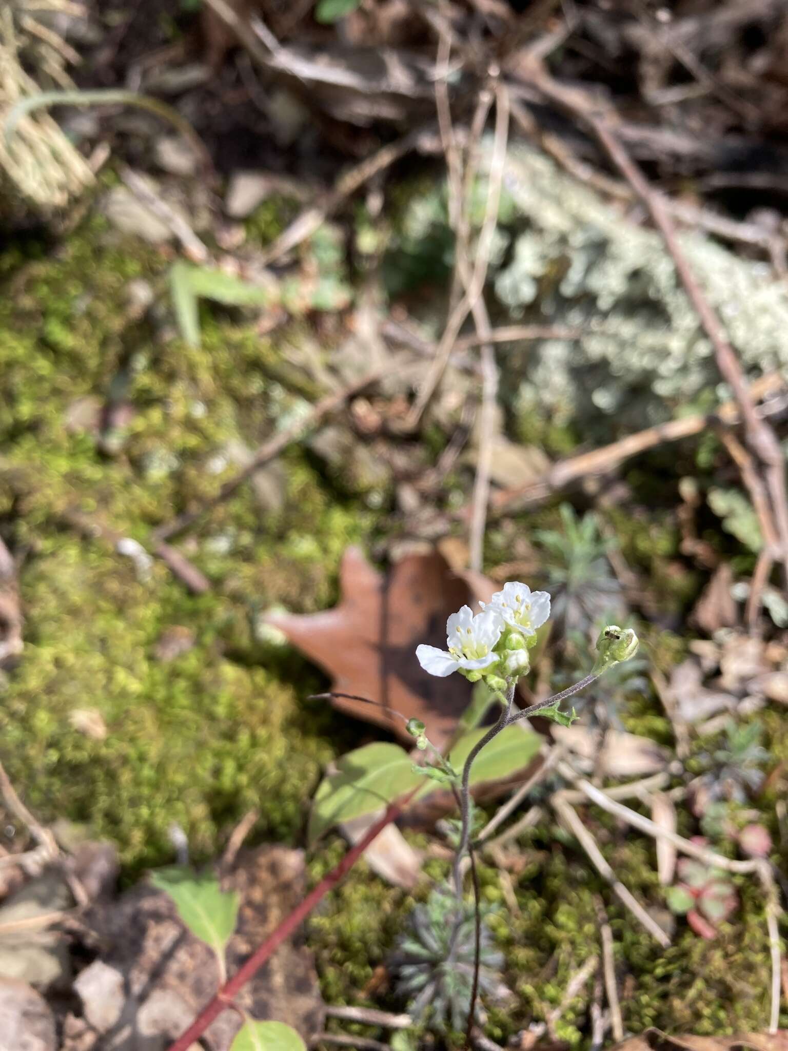 Image of branched draba