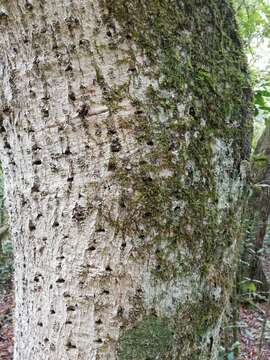 Image of Olea capensis subsp. macrocarpa (C. H. Wright) I. Verd.