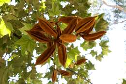 Image of flame bottletree