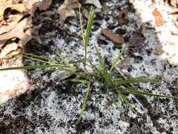 Panicum malacon Nash resmi