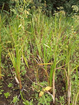 Image of Sparganium erectum subsp. erectum