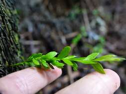 Image of Tmesipteris lanceolata Dangeard