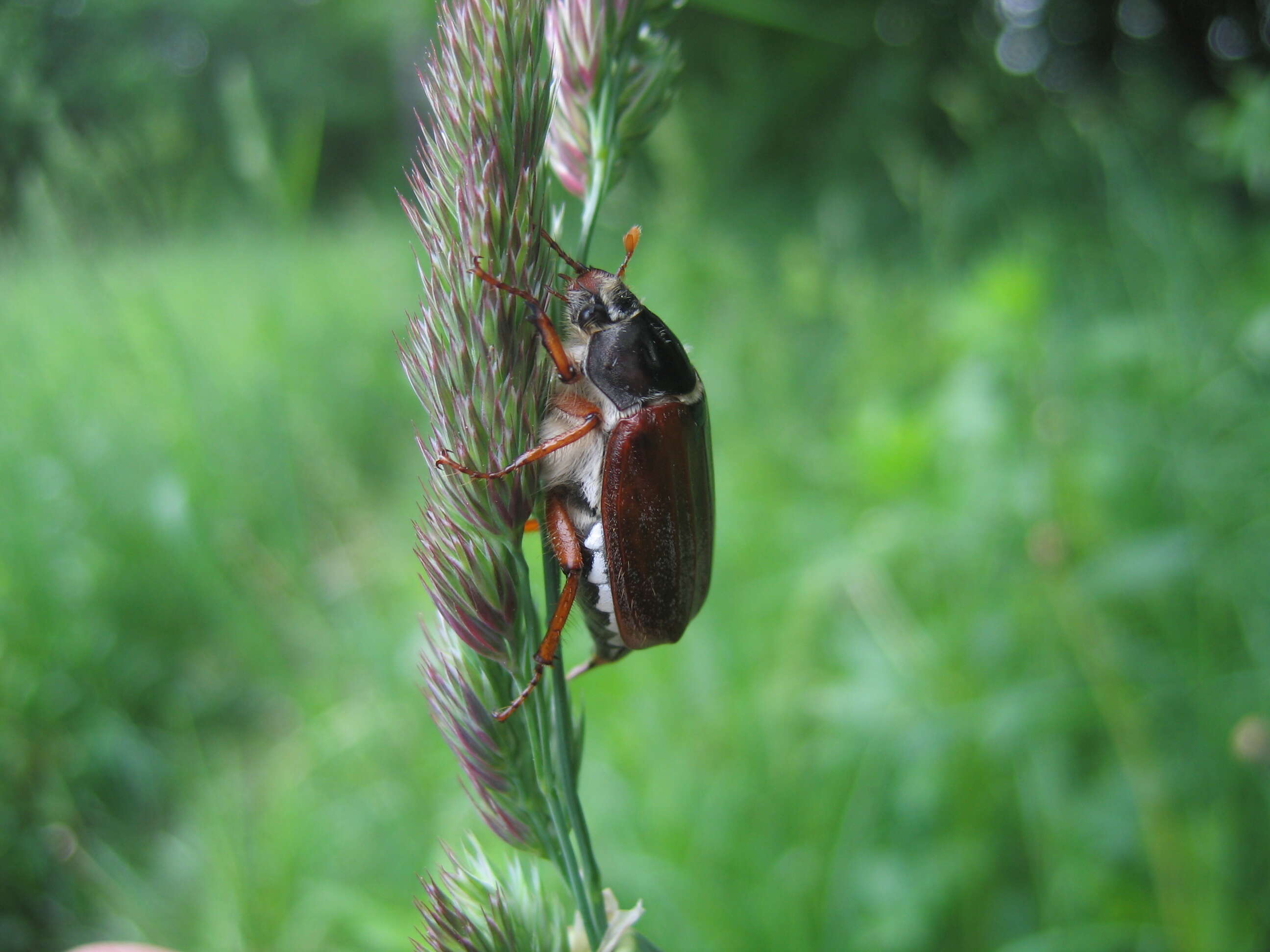 Image of Common cockchafer