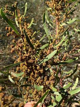 Image of Acacia gladiiformis A. Cunn. ex Benth.