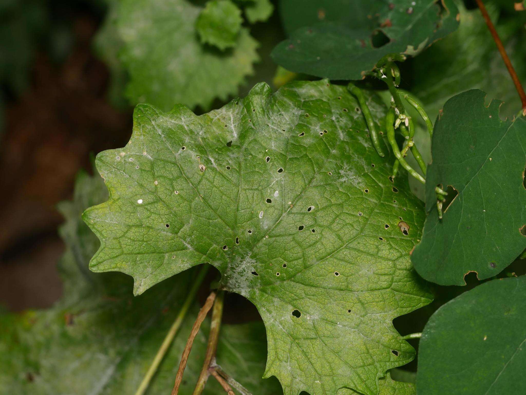 Erysiphe cruciferarum Opiz ex L. Junell 1967 resmi