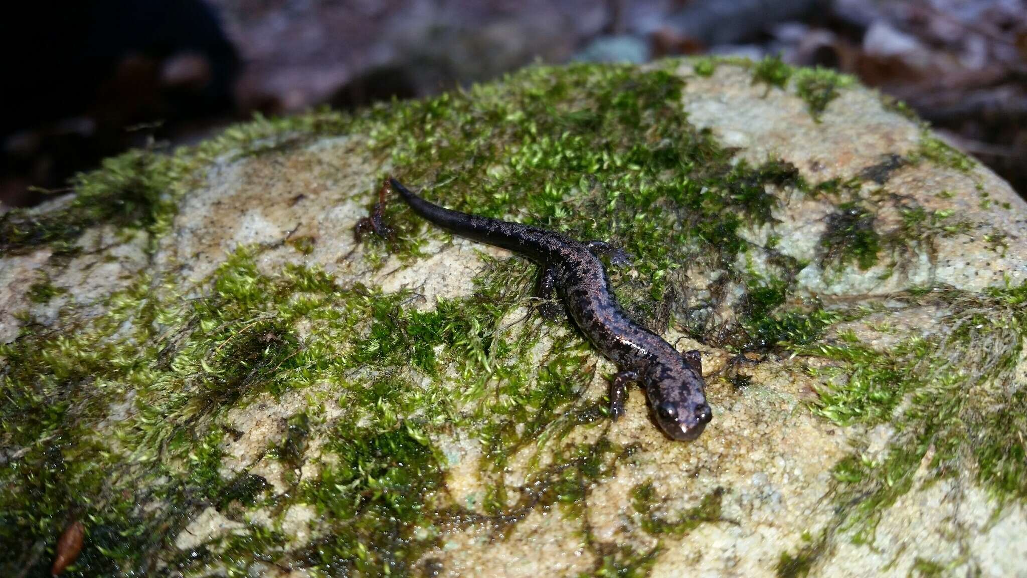 Image of Plethodon welleri Walker 1931