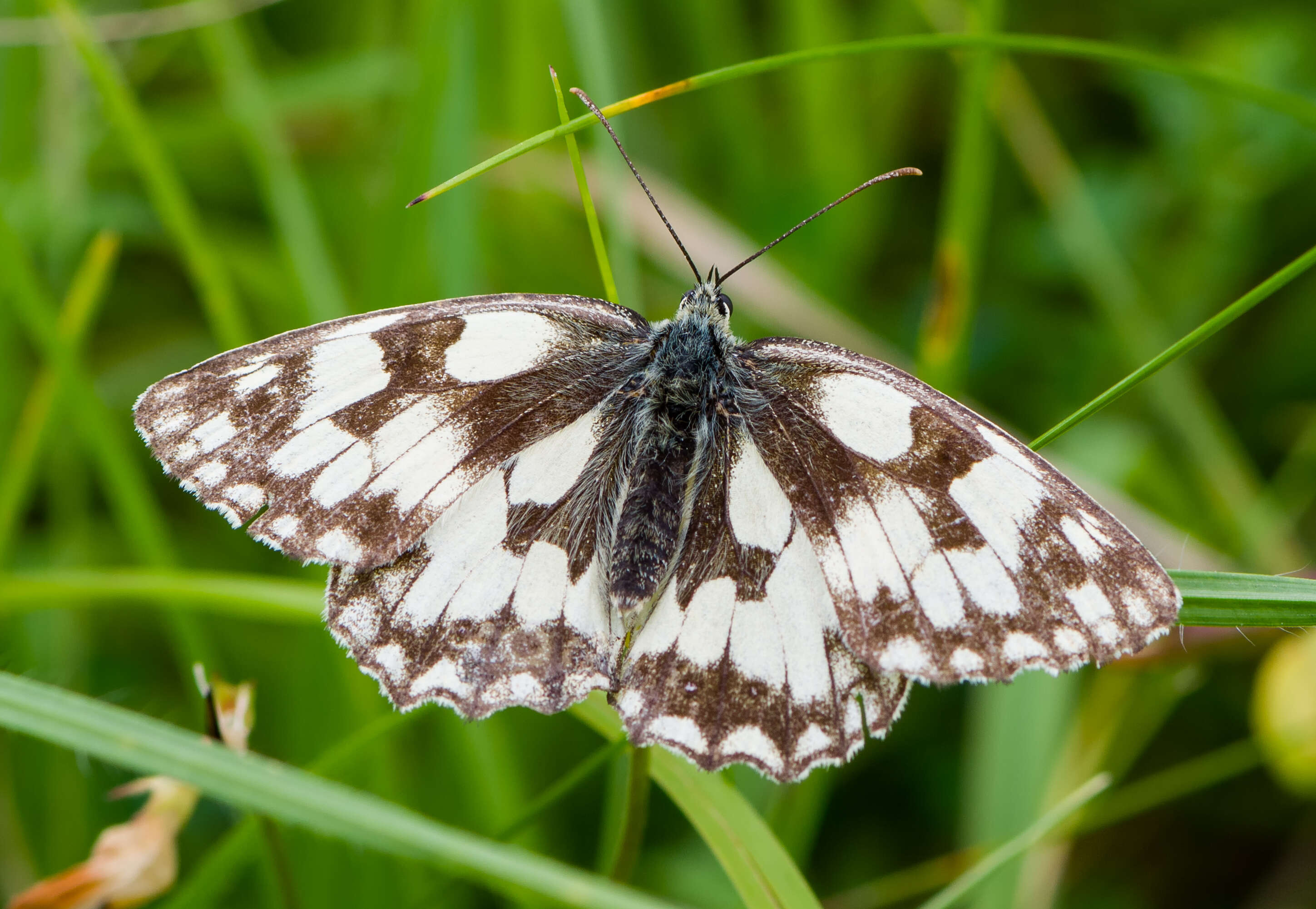 Imagem de Melanargia galathea Linnaeus 1758