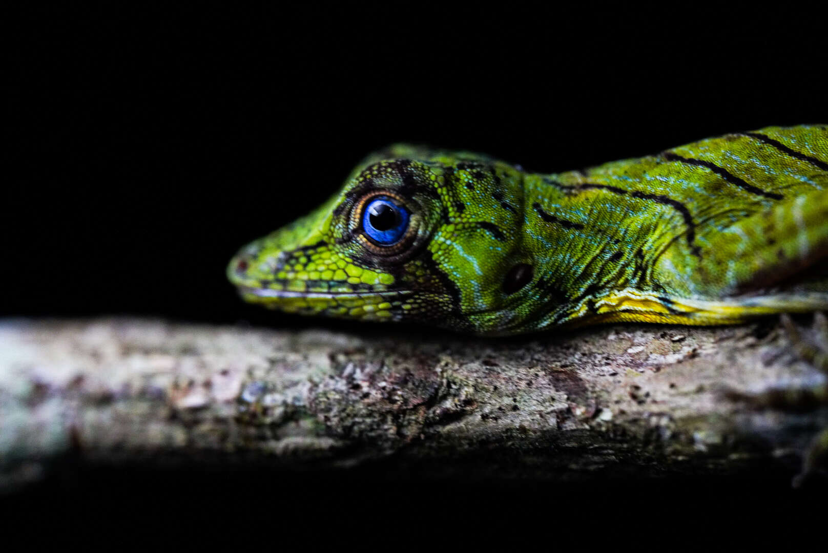 Image of Banded Tree Anole