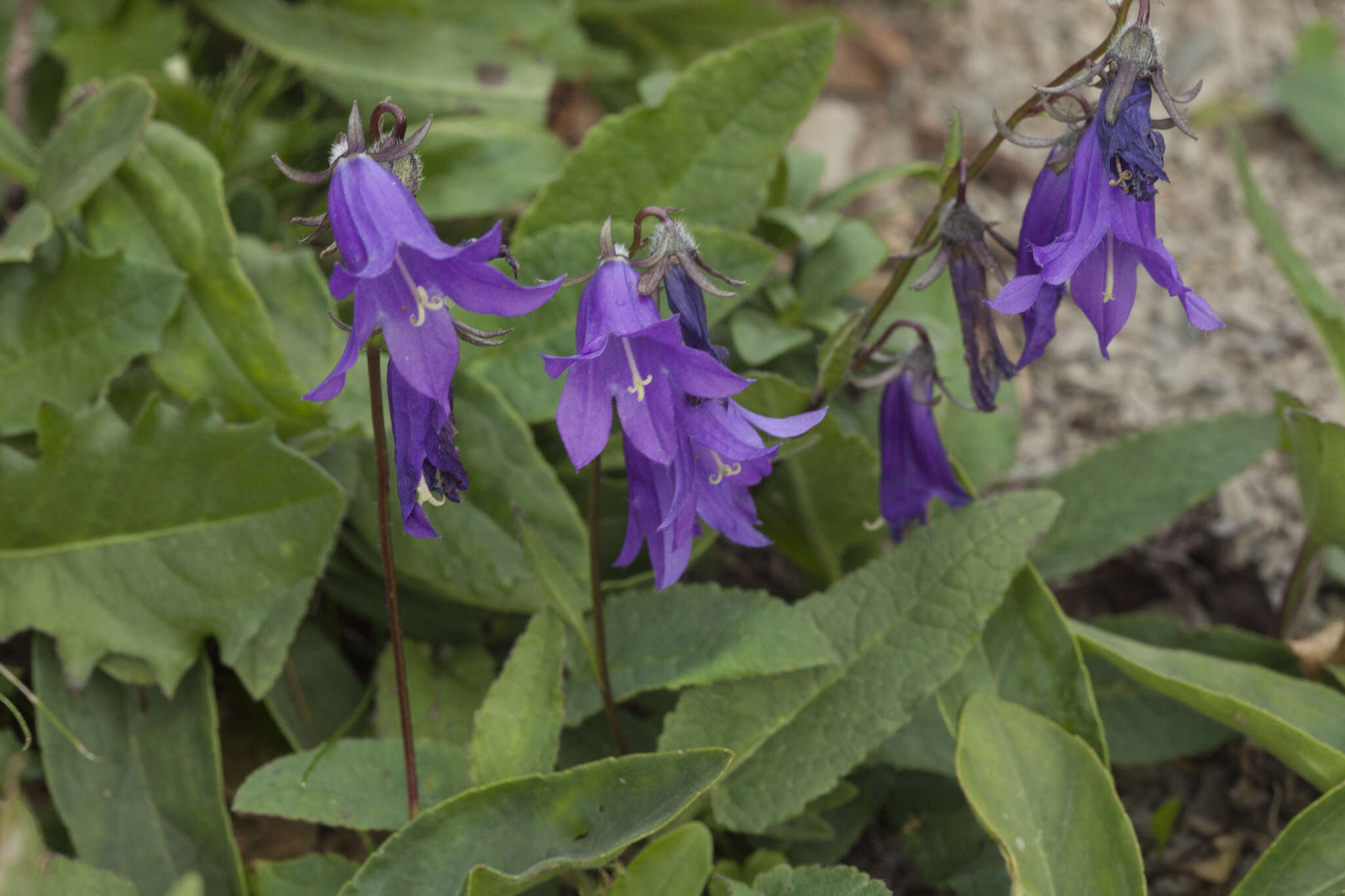 Image of Campanula collina Sims