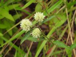 Image of Island Bush-Mint