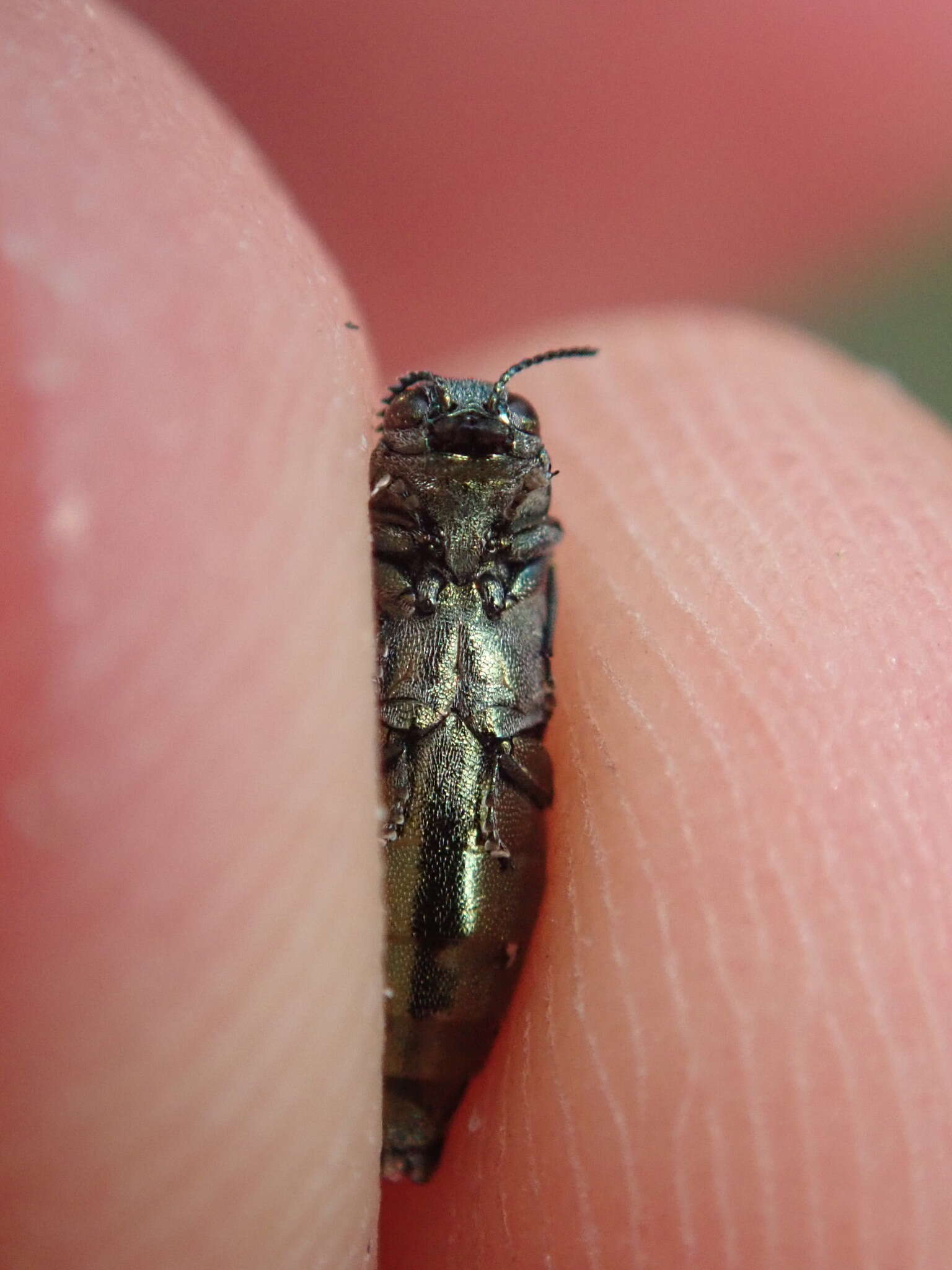 Imagem de Agrilus suvorovi Obenberger 1935