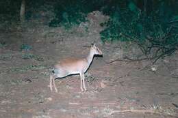 Image of Madoqua saltiana hararensis Neumann 1905