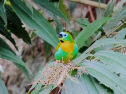 Image of Brassy-breasted Tanager