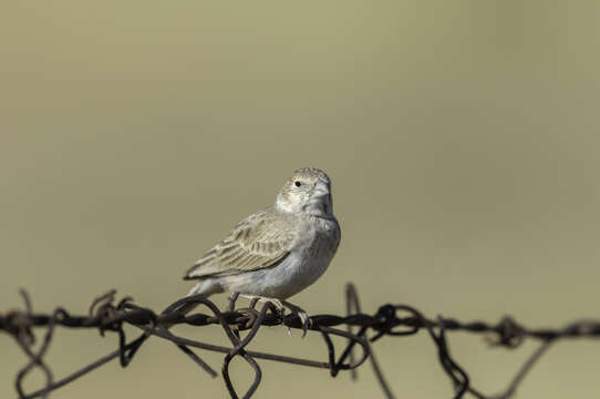 Image of Black-crowned Finch Lark