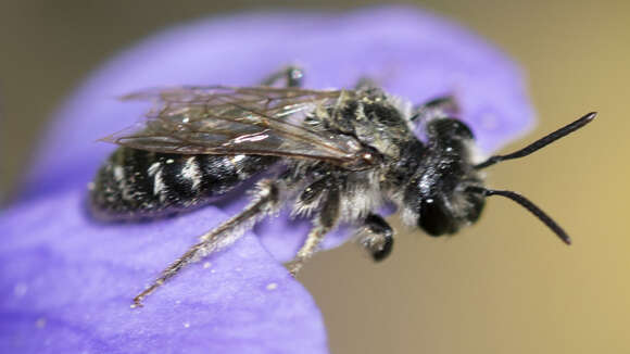 Image of Andrena violae Robertson 1891