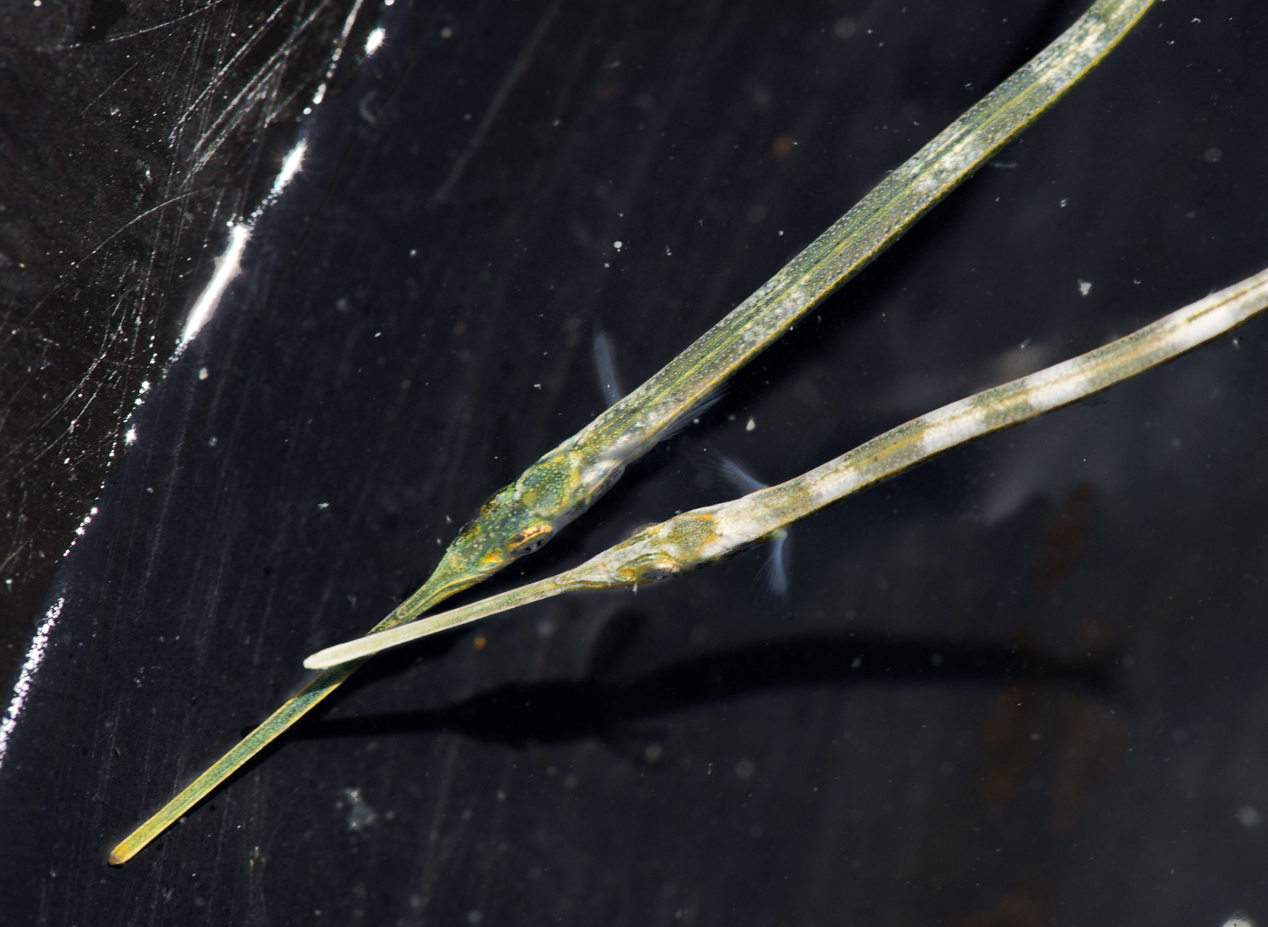 Image of Common Pipefish