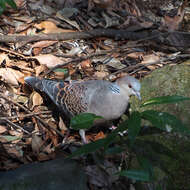 صورة Streptopelia orientalis orientalis (Latham 1790)