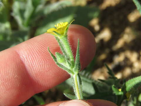 Image of whitestem blazingstar