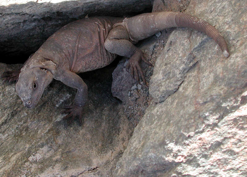 Image of Common Chuckwalla