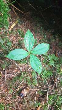 Image of herb Paris