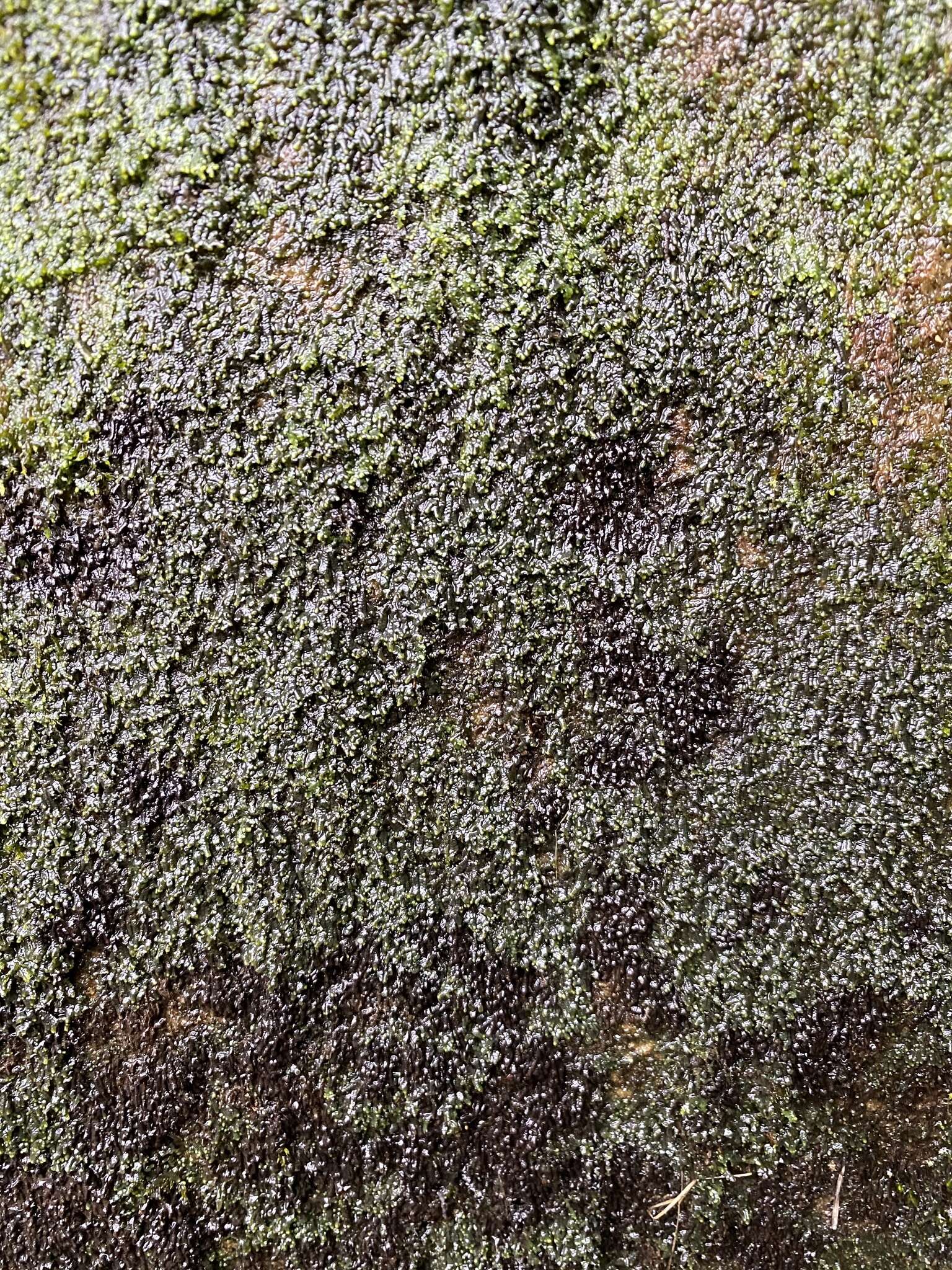 Image of Jubula hutchinsiae subsp. pennsylvanica (Steph.) Verd.