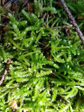 Image of eurhynchium moss