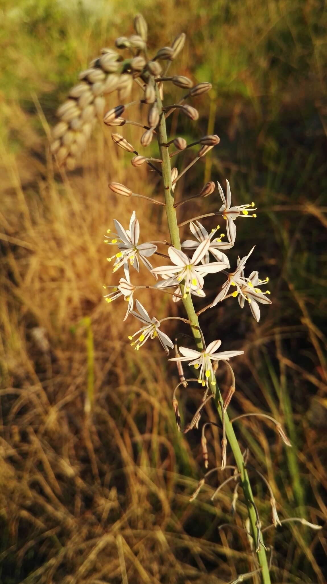 Слика од Trachyandra asperata Kunth