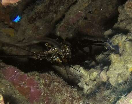 Image of Banded Spiny Lobster