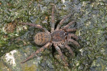 Segmented Trapdoor Spiders Encyclopedia Of Life