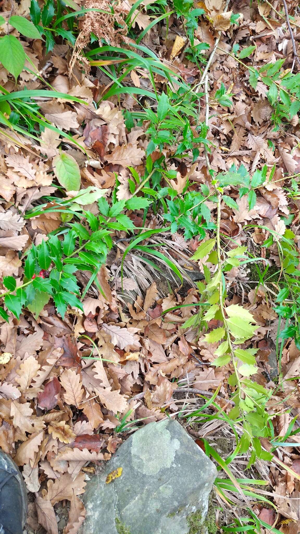 Imagem de Ilex colchica Pojark.