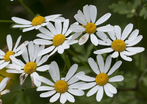 Image of feverfew